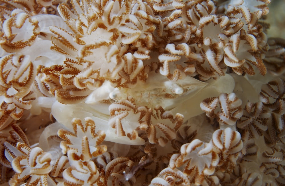 White porcelain crab in beige soft coral North Sulawesi Canvas Art - Mathieu MeurStocktrek Images (35 x 23)