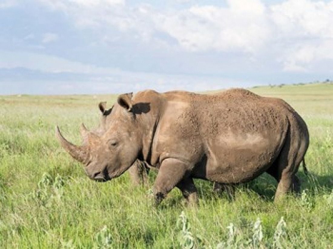 White rhinoceros Ceratotherium simum Kenya Africa Canvas Art - Martin Zwick DanitaDelimont (24 x 18)