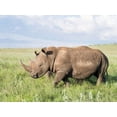 thumbnail image 1 of White rhinoceros, Ceratotherium simum, Kenya, Africa Poster Print by Martin Zwick (24 x 18), 1 of 1