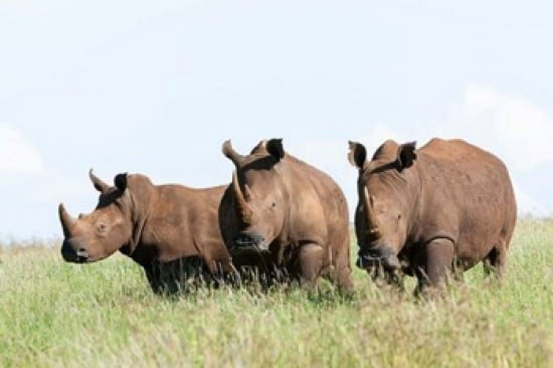 White rhinoceros Kenya Canvas Art - Martin Zwick DanitaDelimont (38 x 25)