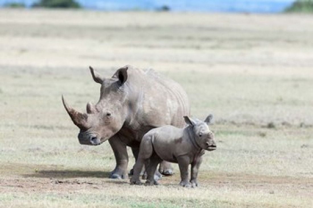 White rhinoceros mother with calf Kenya Canvas Art - Martin Zwick DanitaDelimont (38 x 25)