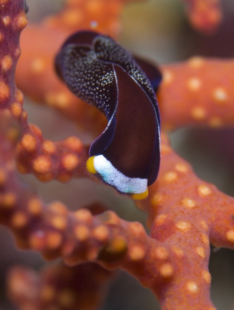 White speckled chelidonura nudibranch on red branching coral Canvas Art - Steve JonesStocktrek Images (25 x 33)