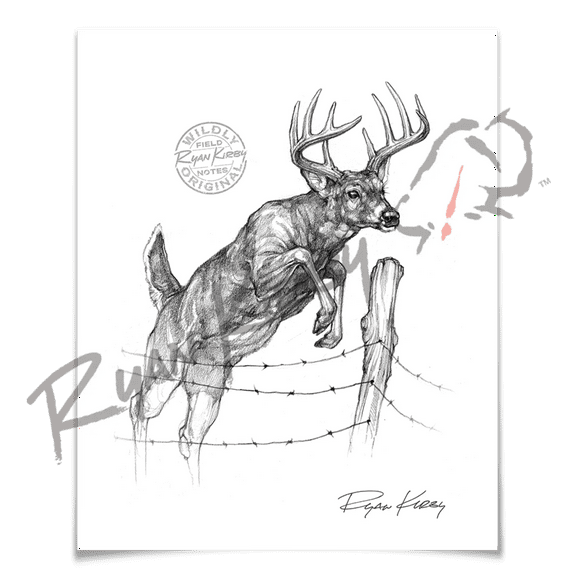 White-tailed Buck Jumping Fence Sketch Print