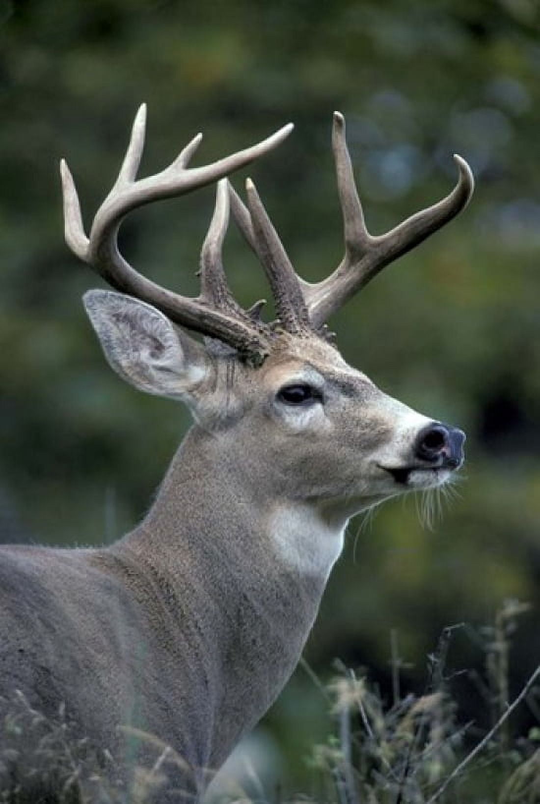 White-tailed Deer Buck Washington Canvas Art - Art Wolfe DanitaDelimont (18 x 27)