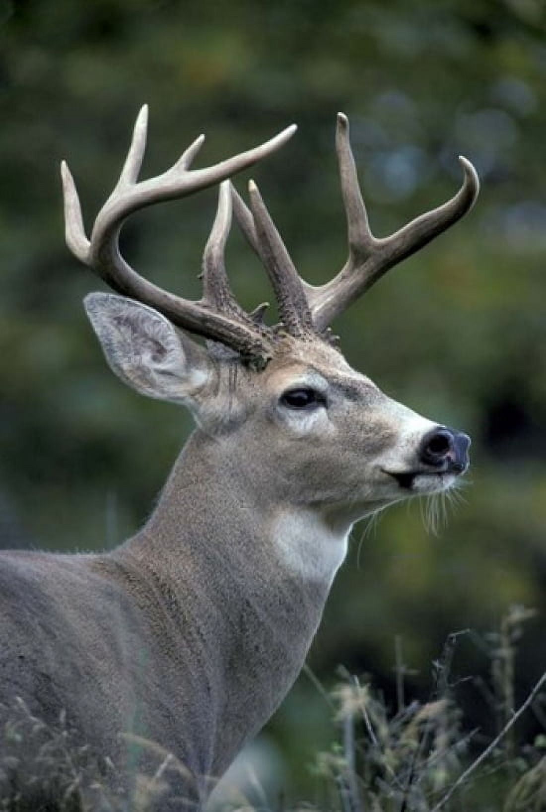 White-tailed Deer Buck Washington Canvas Art - Art Wolfe DanitaDelimont (24 x 36)