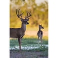thumbnail image 1 of White-tailed Deer  buck and doe at sunset Poster Print by Larry Ditto, 1 of 1