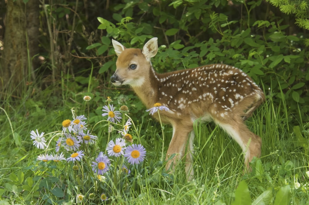 White-tailed Deer fawn (Odocoileus virginianus) with echinacea flowers Montana United States of America Canvas Art - Rebecca Grambo Design Pics (19 x 12)