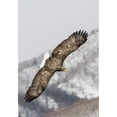 thumbnail image 1 of White-tailed Eagle fishing along the waters of Shiretoko Peninsula Hokkaido Japan. Poster Print by Darrell Gulin, 1 of 3