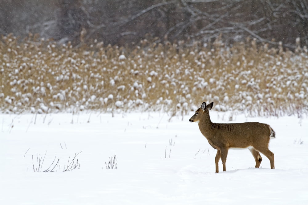 White-tailed deer (Odocoileus virginianus) standing in snow in winter Quebec Canada Canvas Art - Philippe Henry Design Pics (19 x 12)