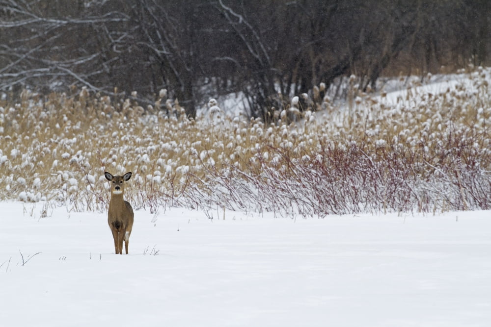 White-tailed deer (Odocoileus virginianus) standing in snow in winter Quebec Canada Canvas Art - Philippe Henry Design Pics (19 x 12)