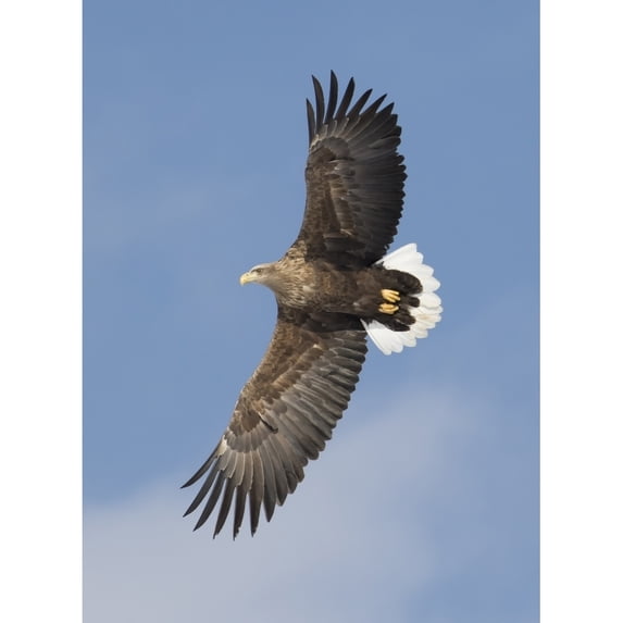 White-tailed eagle flying Tsurui-Mura Crane Reserve Hokkaido Japan Poster Print by Darrell Gulin