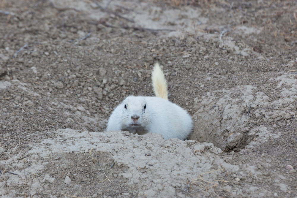 White-tailed prairie dog (Cynomys leucurus) Cactus Flat Jackson County South Dakota USA Canvas Art - Panoramic Images (24 x 36)