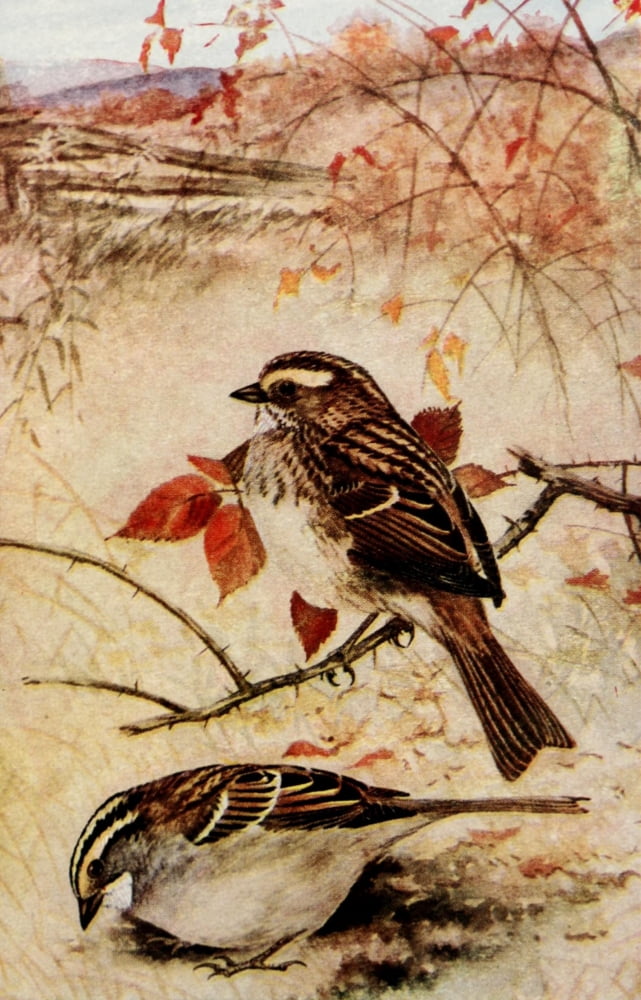 White-thr Sparrow Canvas Art - RB Horsfall (24 x 36)