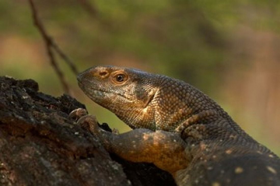 White-throated monitor Kruger NP South Africa Canvas Art - David Wall DanitaDelimont (24 x 15)