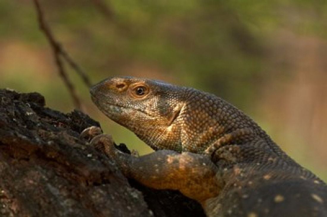 White-throated monitor Kruger NP South Africa Canvas Art - David Wall DanitaDelimont (35 x 24)