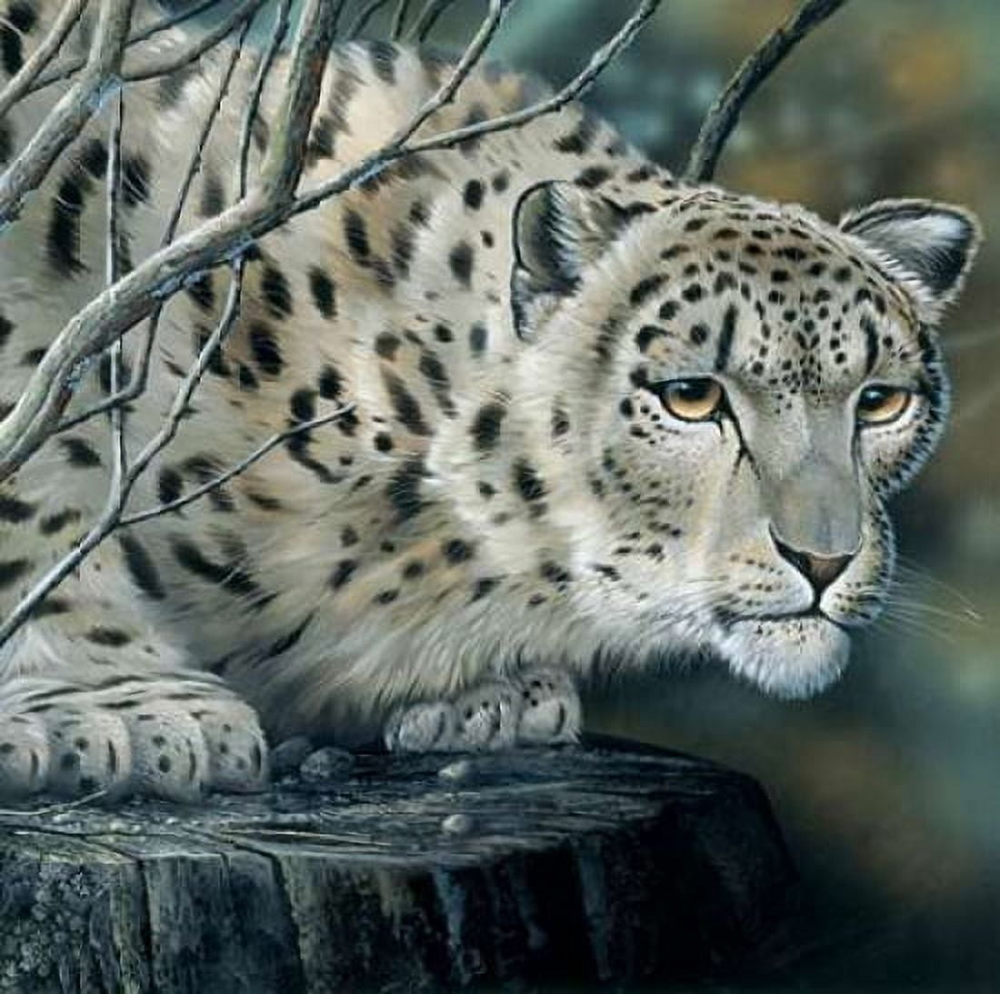 White tiger Canvas Art - Jan Weenink (24 x 24)