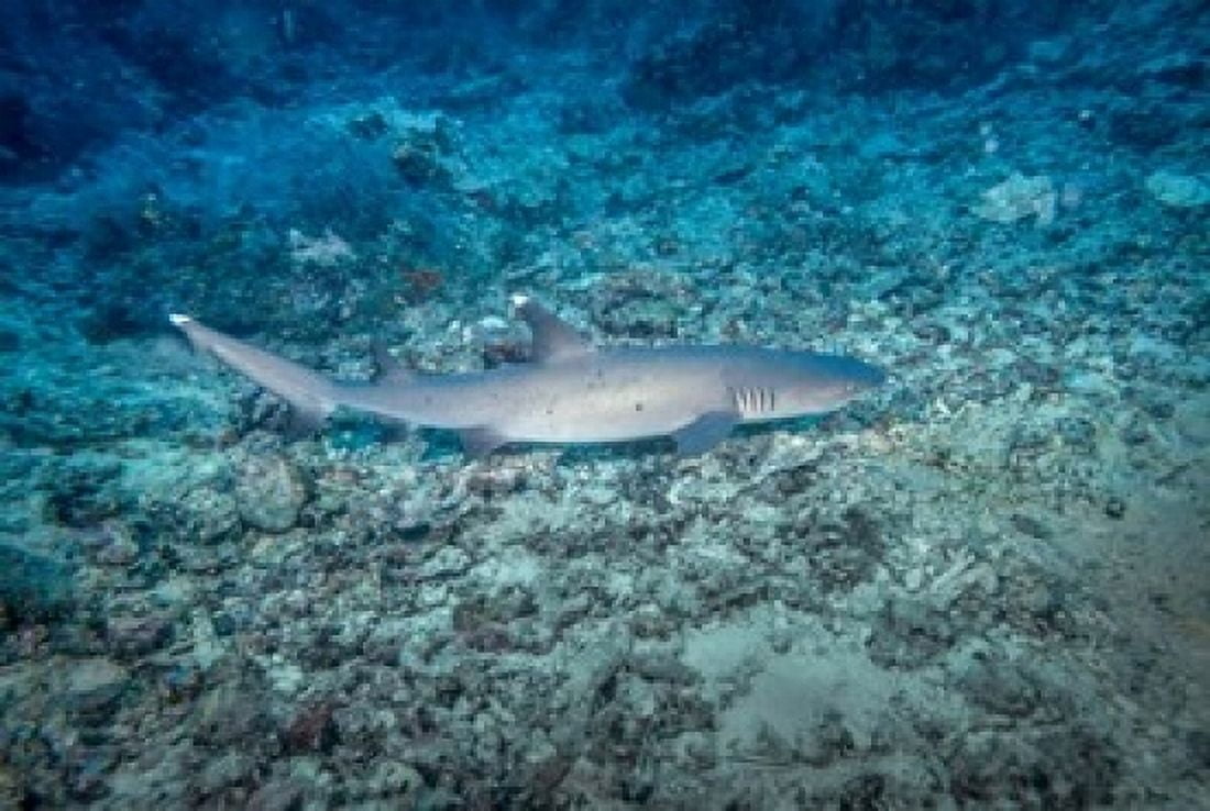 White tip reef shark Sipadan Island Barracuda Point Malaysia Canvas Art - Ali Kabas DanitaDelimont (36 x 24)