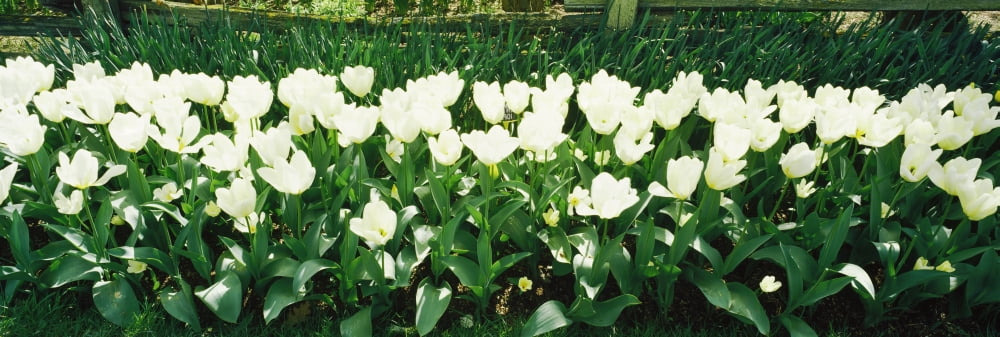 White tulip flowers in a garden Washington State USA Canvas Art - Panoramic Images (36 x 12)