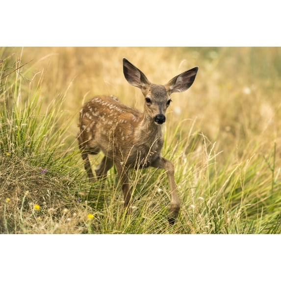 White-tailed deer fawn in the Cascade Siskiyou National Monument; Ashland Oregon United States of America by