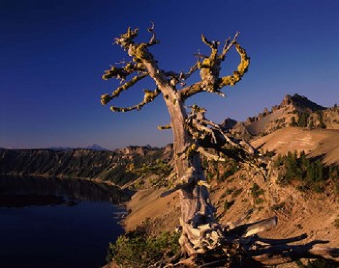 Whitebark Pine tree at lakeside Merriam Point Crater Lake National Park Oregon USA Canvas Art - Panoramic Images (36 x 29)