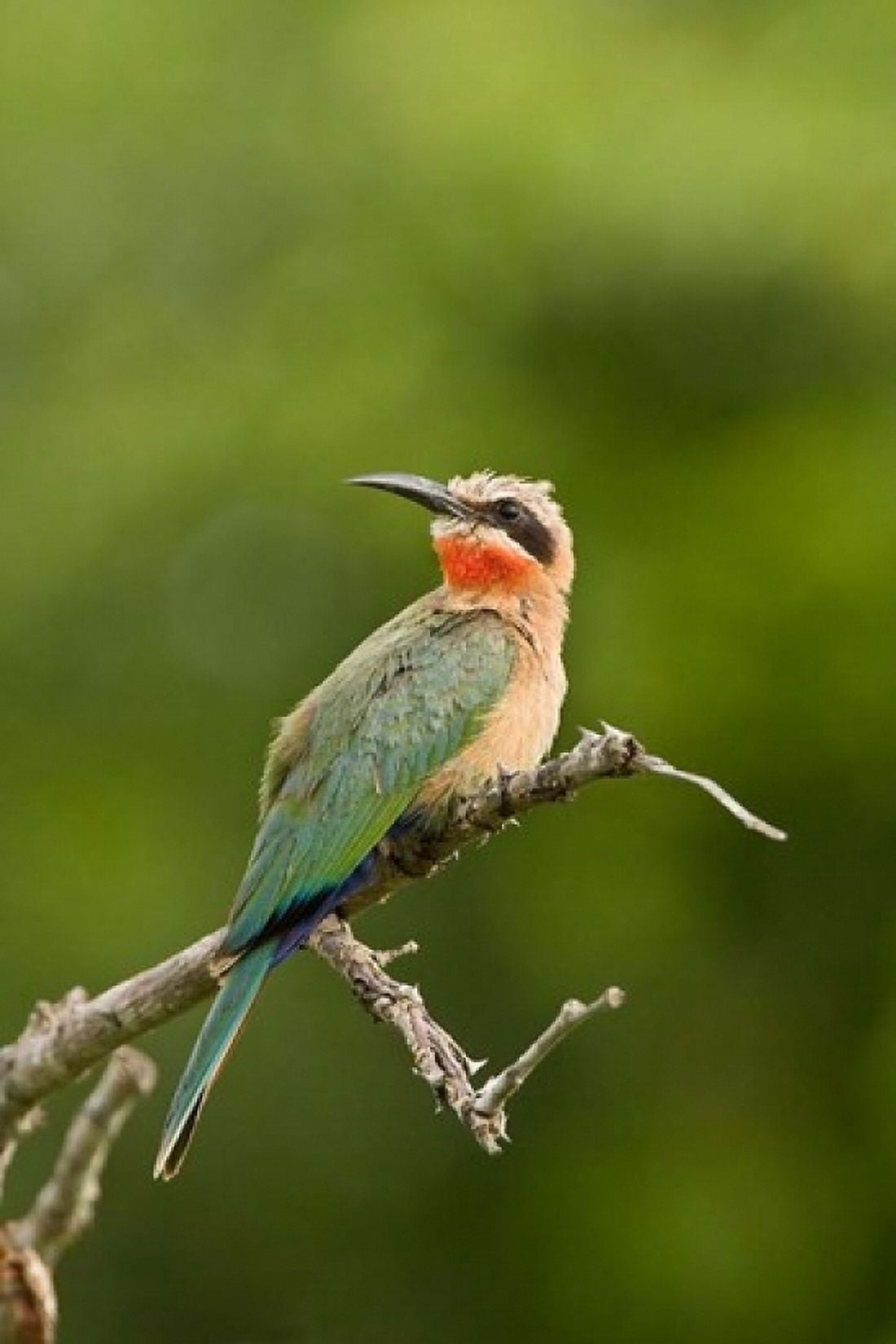 Whitefronted Bee-eater tropical bird South Africa Canvas Art - Maresa Pryor DanitaDelimont (11 x 17)