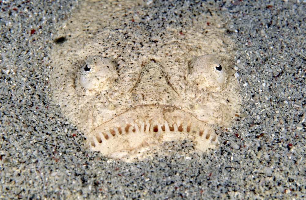 Whitemargin stargazer camouflaged on the ocean floor Indonesia Canvas Art - Beverly FactorStocktrek Images (18 x 12)