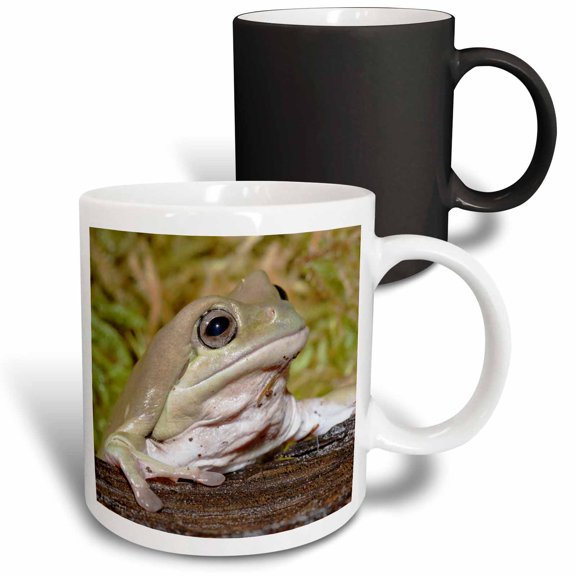 3drose, Whites Dumpy Frog, Litoria Caerulea - Na02 Aje0362 - Adam Jones, 11oz Magic Transforming Mug