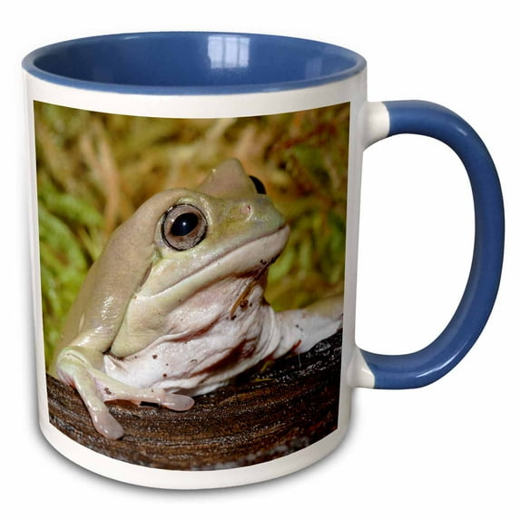 3drose, Whites Dumpy Frog, Litoria Caerulea - Na02 Aje0362 - Adam Jones, 11oz Two-tone Blue Mug