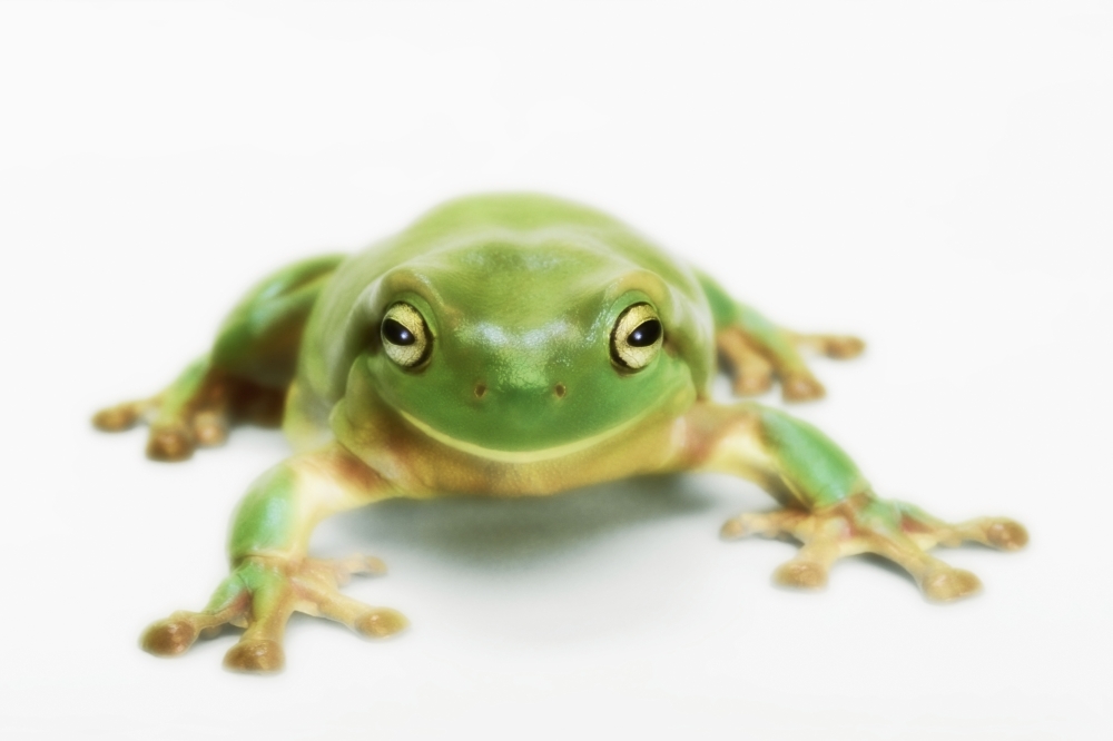 Whites tree frog (litoria caerulea)British columbia canada Canvas Art - Thomas Kitchin & Victoria Hurst Design Pics (19 x 12)