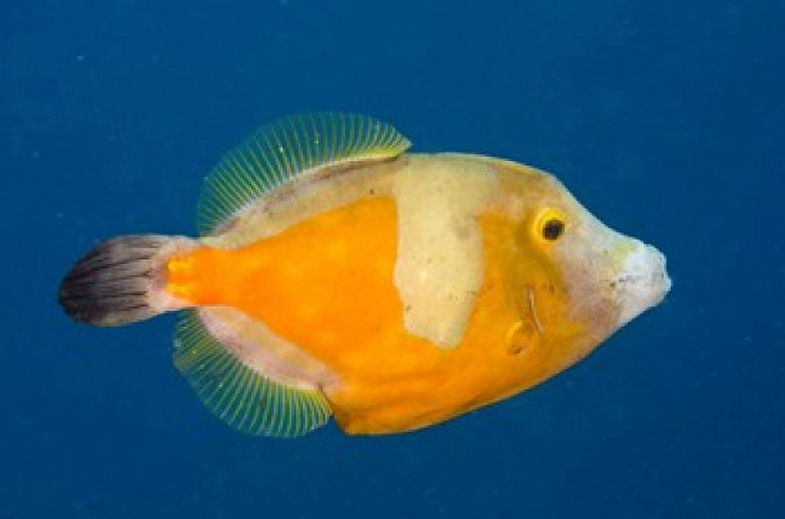 Whitespotted File fish Orange Phase Bonaire Caribbean Canvas Art - Pete Oxford DanitaDelimont (36 x 24)