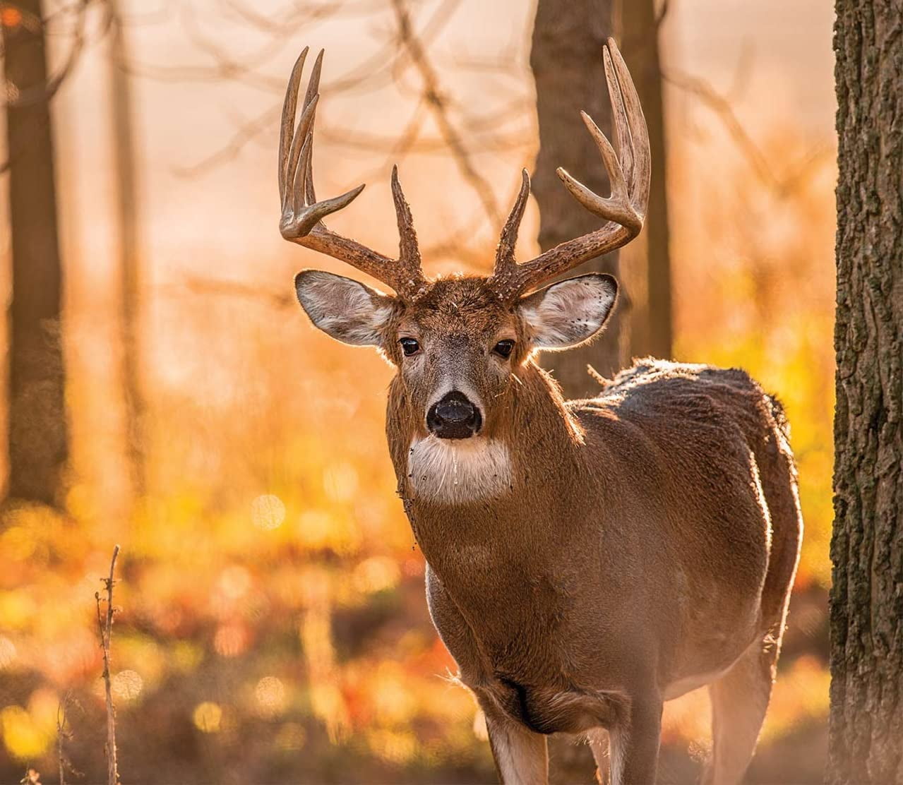 Whitetail Deer Food Plot Seed Turnip Radish Clover Wheat Rye Oats Mix Buffalo Blend (5