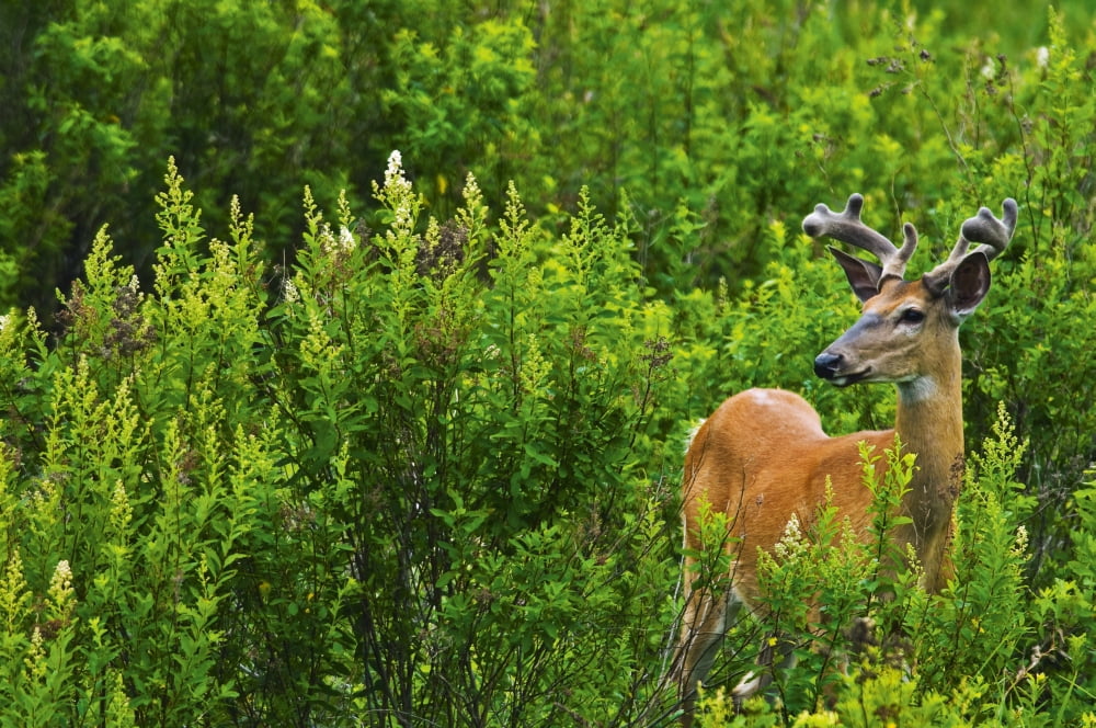 Whitetail Deer In Meadow Killarney Provincial Park Ontario Canvas Art - Mike Grandmaison  Design Pics (36 x 24)