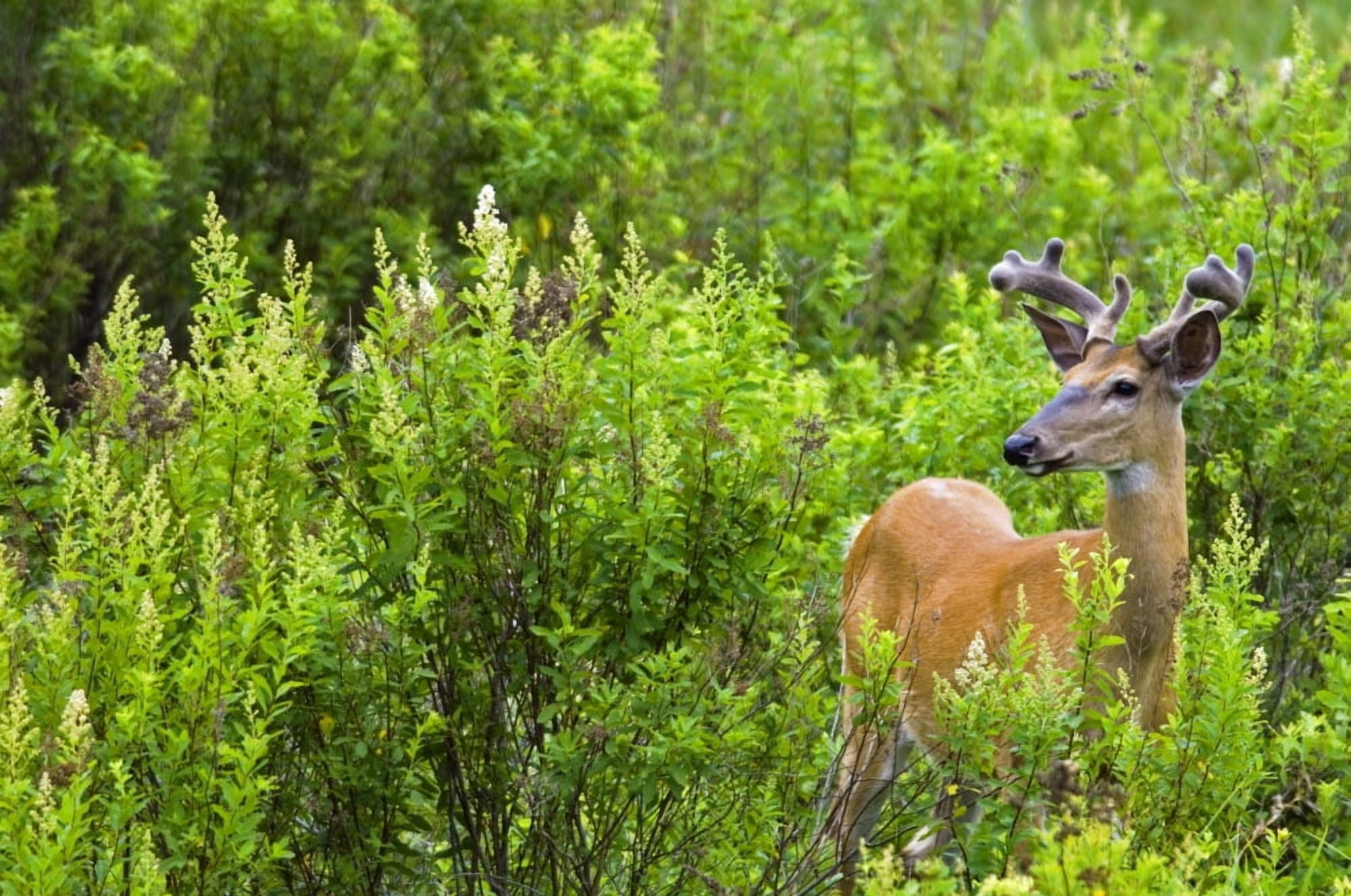 Whitetail Deer In Meadow Killarney Provincial Park Ontario Canvas Art - Mike Grandmaison Design Pics (36 x 24)