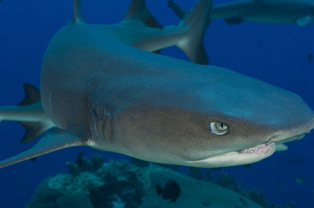Whitetip Reef Shark Kimbe Bay Papua New Guinea Canvas Art - Steve JonesStocktrek Images (35 x 23)