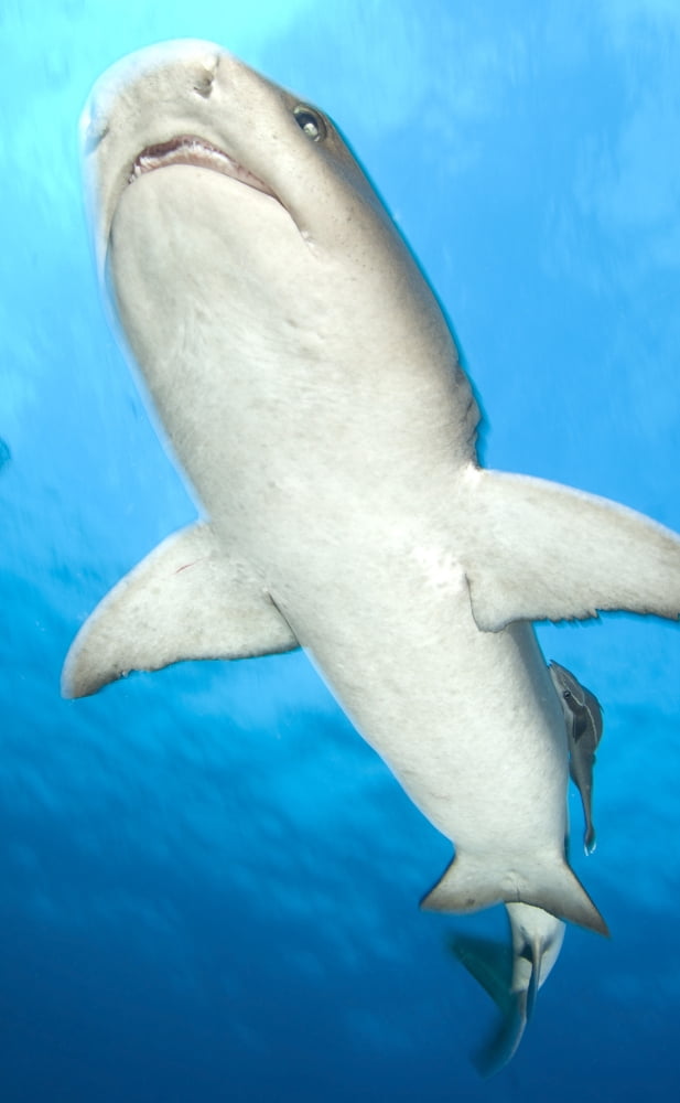 Whitetip reef shark Kimbe Bay Papua New Guinea Canvas Art - Steve JonesStocktrek Images (11 x 18)