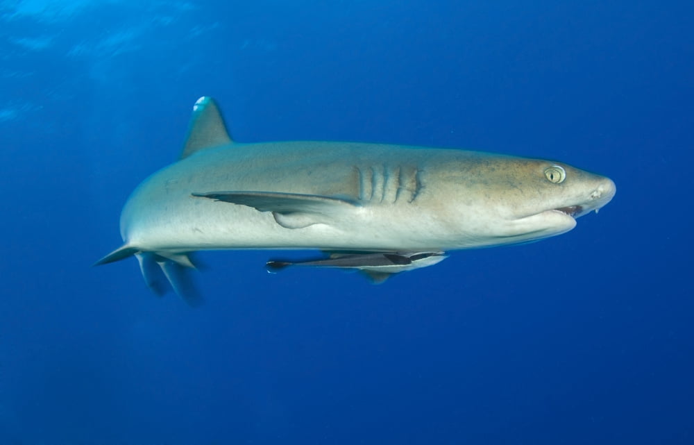 Whitetip reef shark Kimbe Bay Papua New Guinea Canvas Art - Steve JonesStocktrek Images (18 x 11)