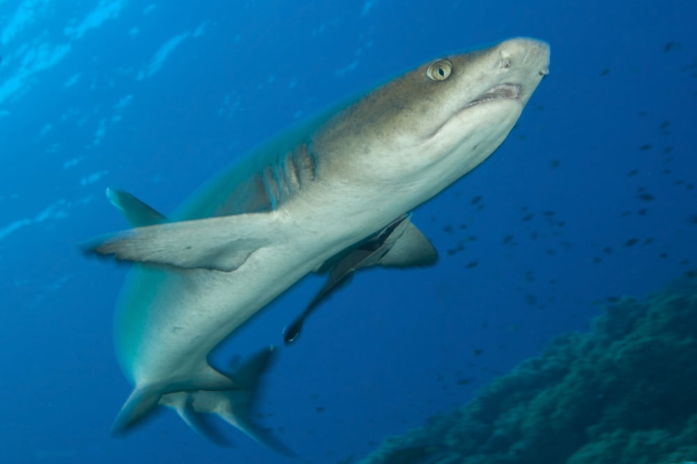 Whitetip reef shark Kimbe Bay Papua New Guinea Canvas Art - Steve JonesStocktrek Images (18 x 12)
