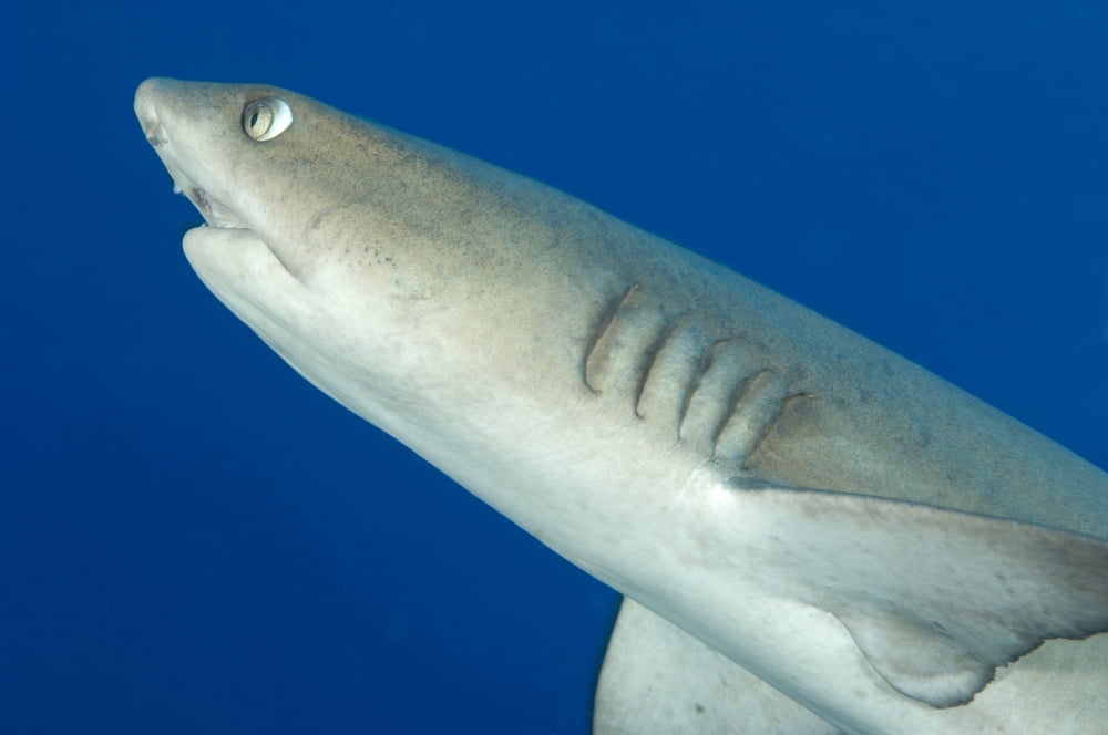 Whitetip reef shark Kimbe Bay Papua New Guinea Canvas Art - Steve JonesStocktrek Images (18 x 12)