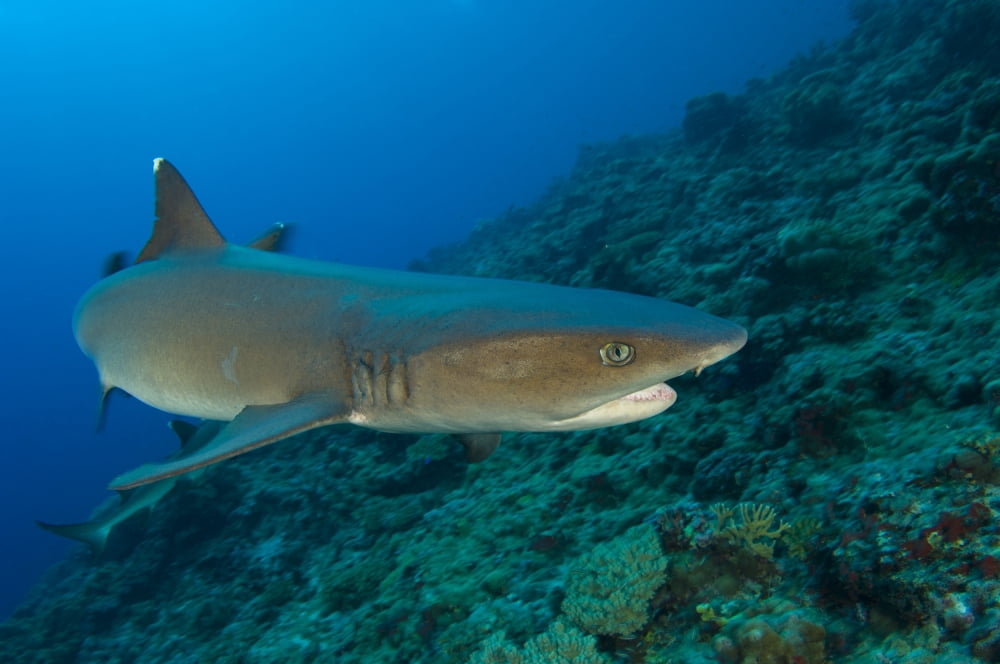 Whitetip reef shark Kimbe Bay Papua New Guinea Canvas Art - Steve JonesStocktrek Images (18 x 12)