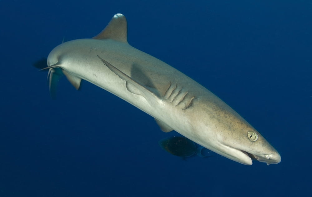 Whitetip reef shark Kimbe Bay Papua New Guinea Canvas Art - Steve JonesStocktrek Images (35 x 22)