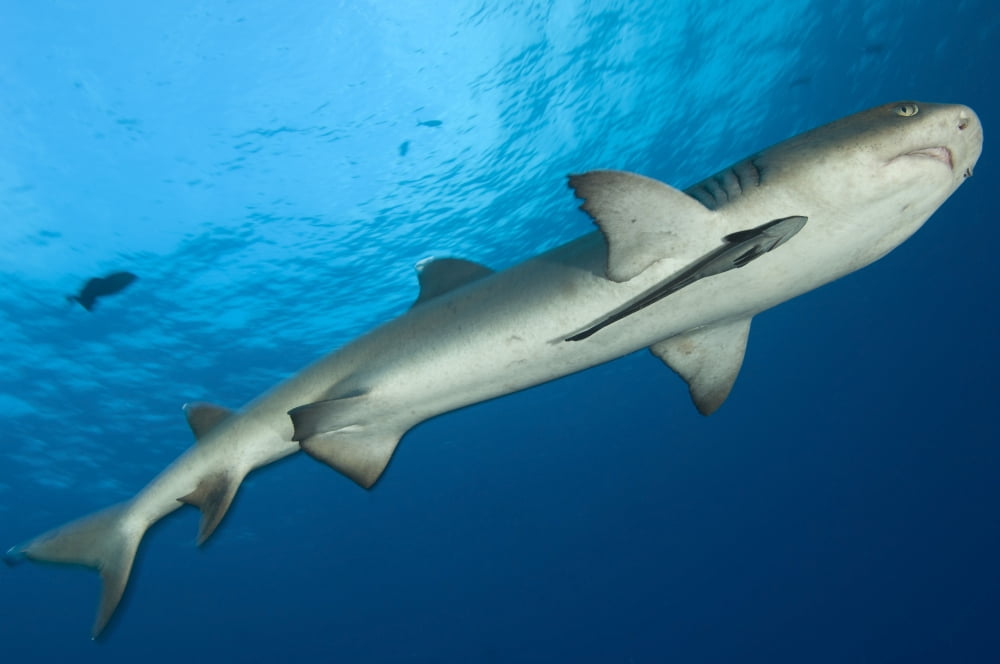 Whitetip reef shark Kimbe Bay Papua New Guinea Canvas Art - Steve JonesStocktrek Images (35 x 23)