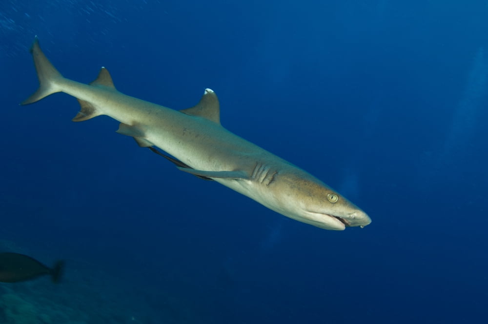 Whitetip reef shark Kimbe Bay Papua New Guinea Canvas Art - Steve JonesStocktrek Images (35 x 23)