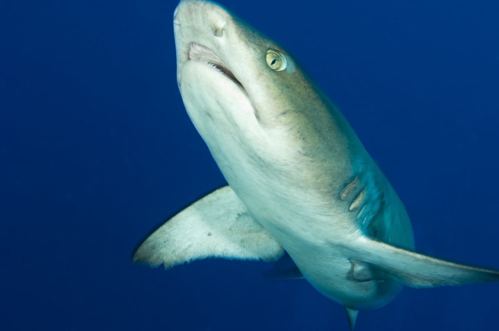 Whitetip reef shark Kimbe Bay Papua New Guinea Canvas Art - Steve JonesStocktrek Images (35 x 23)