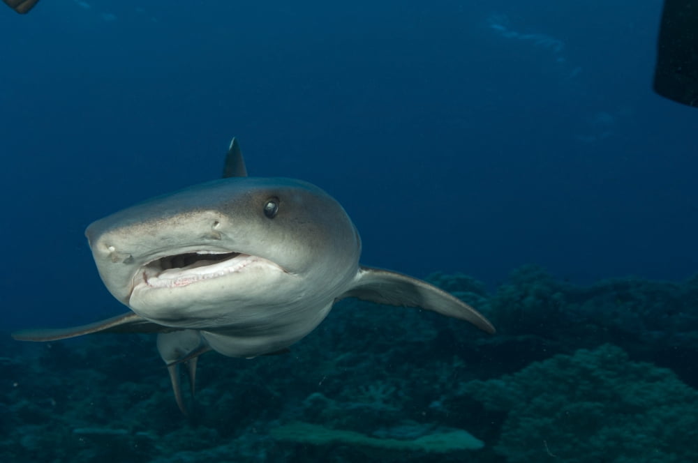 Whitetip reef shark Kimbe Bay Papua New Guinea Canvas Art - Steve JonesStocktrek Images (35 x 23)
