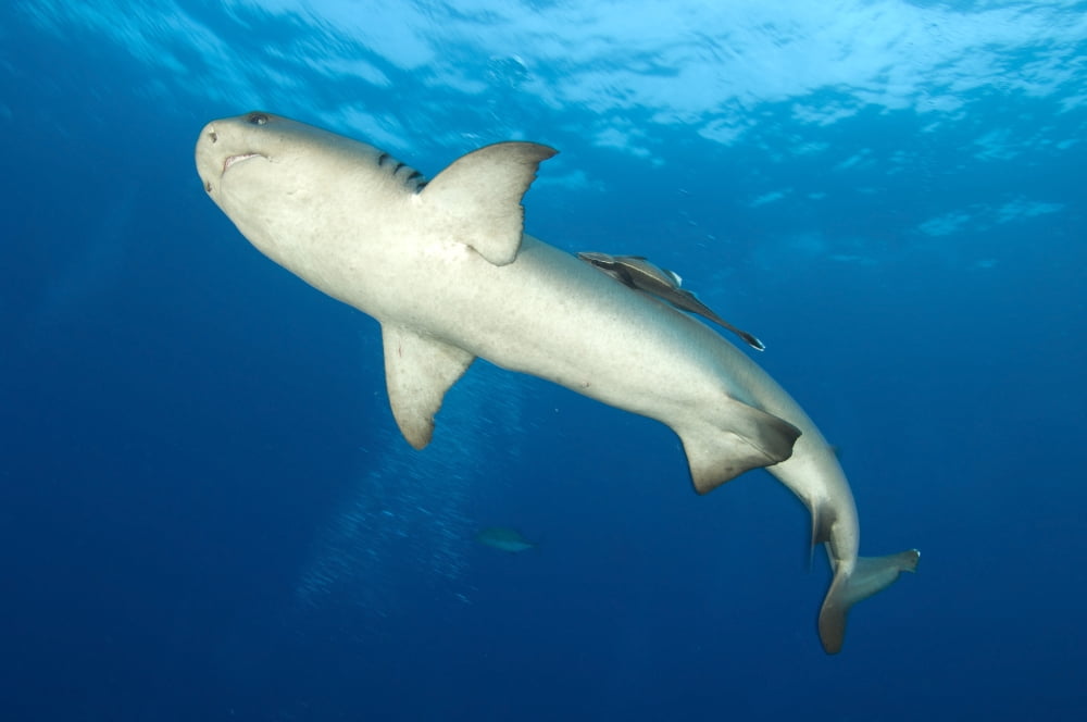 Whitetip reef shark Kimbe Bay Papua New Guinea Canvas Art - Steve JonesStocktrek Images (35 x 23)