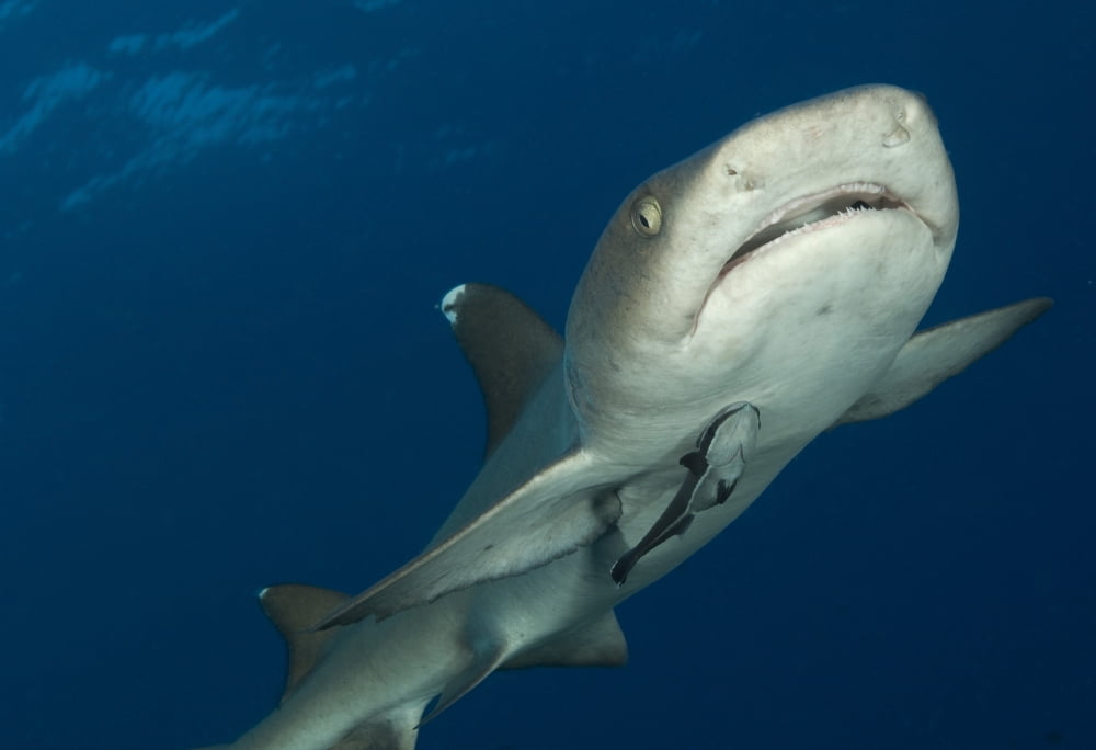Whitetip reef shark Kimbe Bay Papua New Guinea Canvas Art - Steve JonesStocktrek Images (35 x 24)