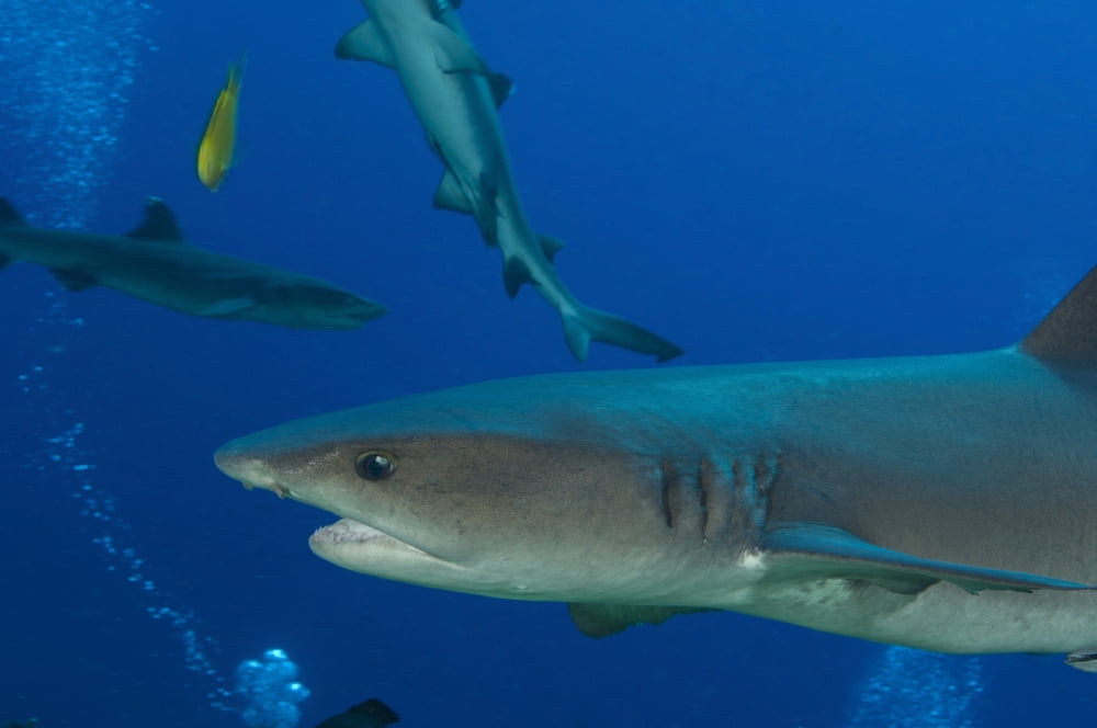 Whitetip reef shark Papua New Guinea Canvas Art - Steve JonesStocktrek Images (18 x 12)