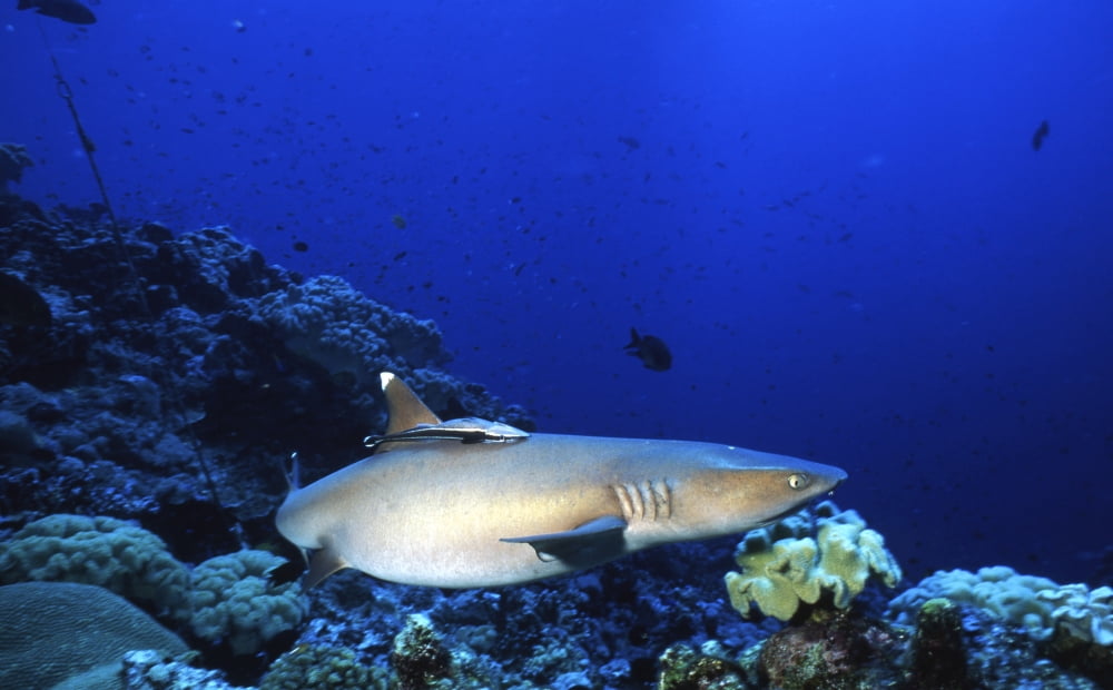 Whitetip reef shark and remora Papua New Guinea Canvas Art - Beverly FactorStocktrek Images (36 x 22)