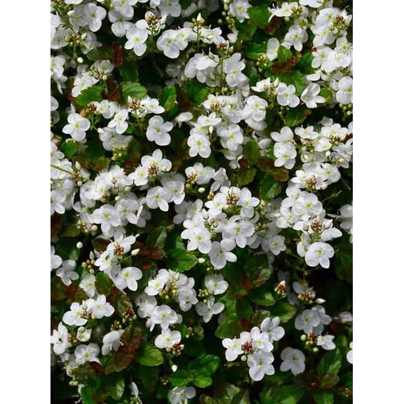 Whitewater Veronica - Creeping Speedwell - Quart  Pot