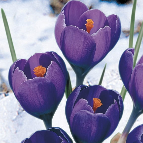 Whitewell Purple Species Crocus Dormant Spring Flowering Bulbs 25 Pack